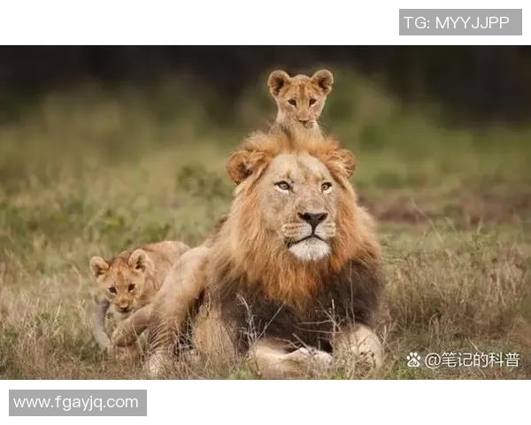 以足球场上如狮般英勇的球星为例，探讨他们的领导力与竞技精神